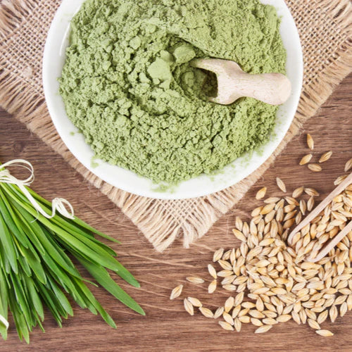 Benefits of Barley Grass powder - Wholesale B2B Bulk Suppliers