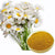 Chamomile Powder: Top benefits of Chamomile Powder