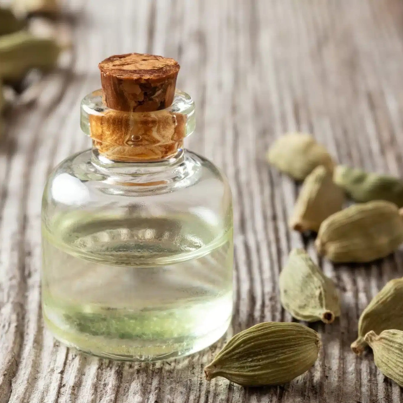 Cardamom Essential Oil