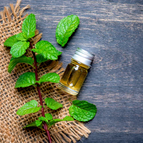 Peppermint Essential Oil