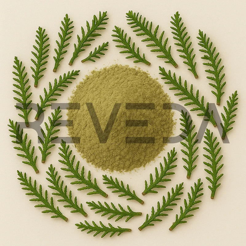 Clubmoss Powder
