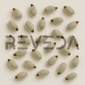 Cotton Seeds