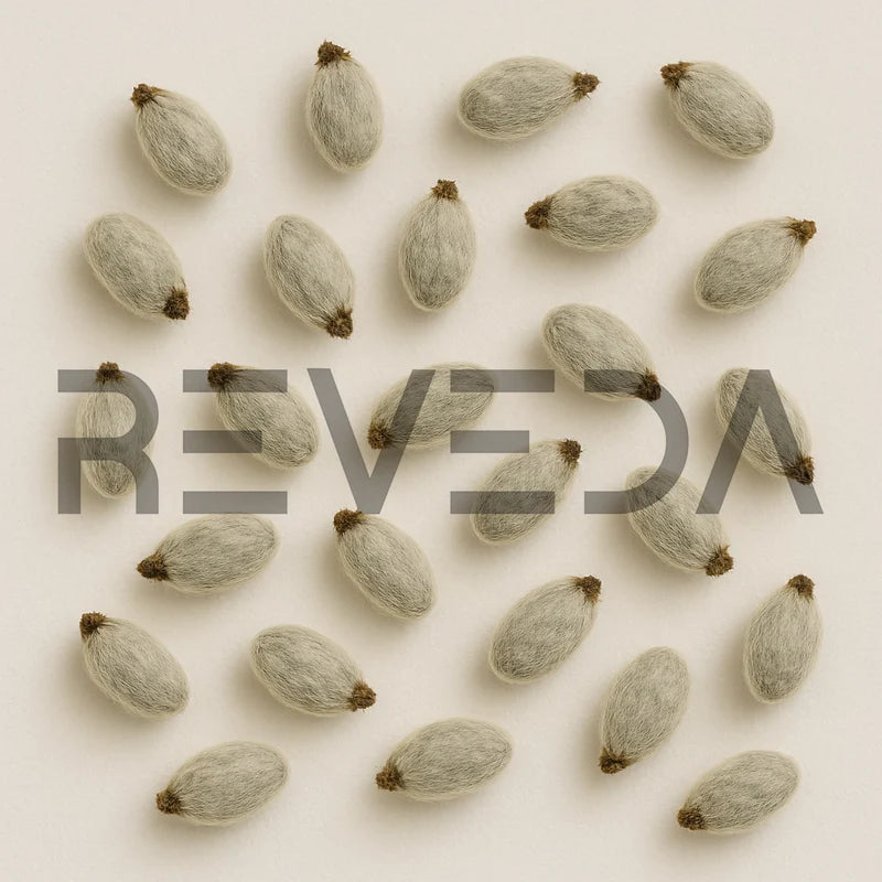 Cotton Seeds