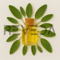 Dalmatian Sage Essential Oil