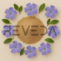 Dwarf Periwinkle Powder