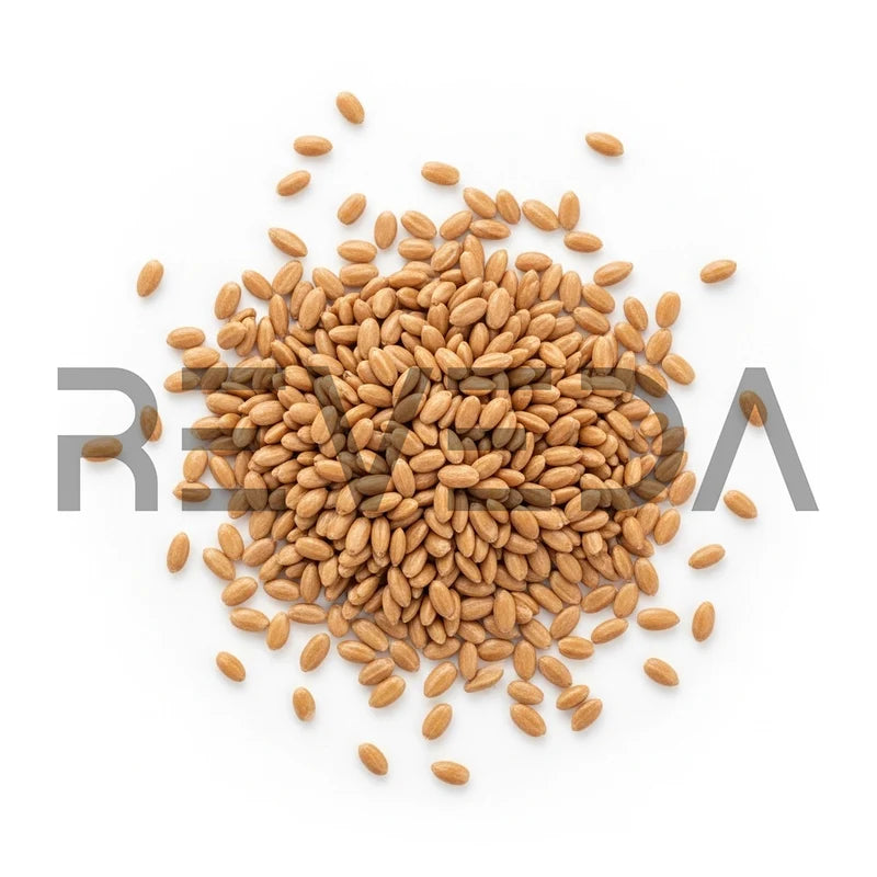 Isabgol Seeds