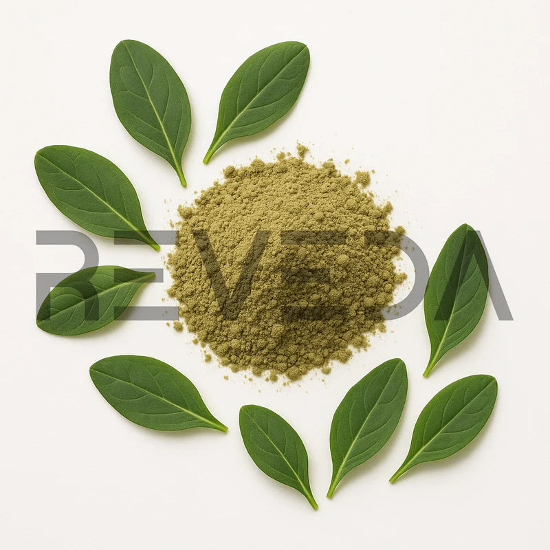 Isatis Powder